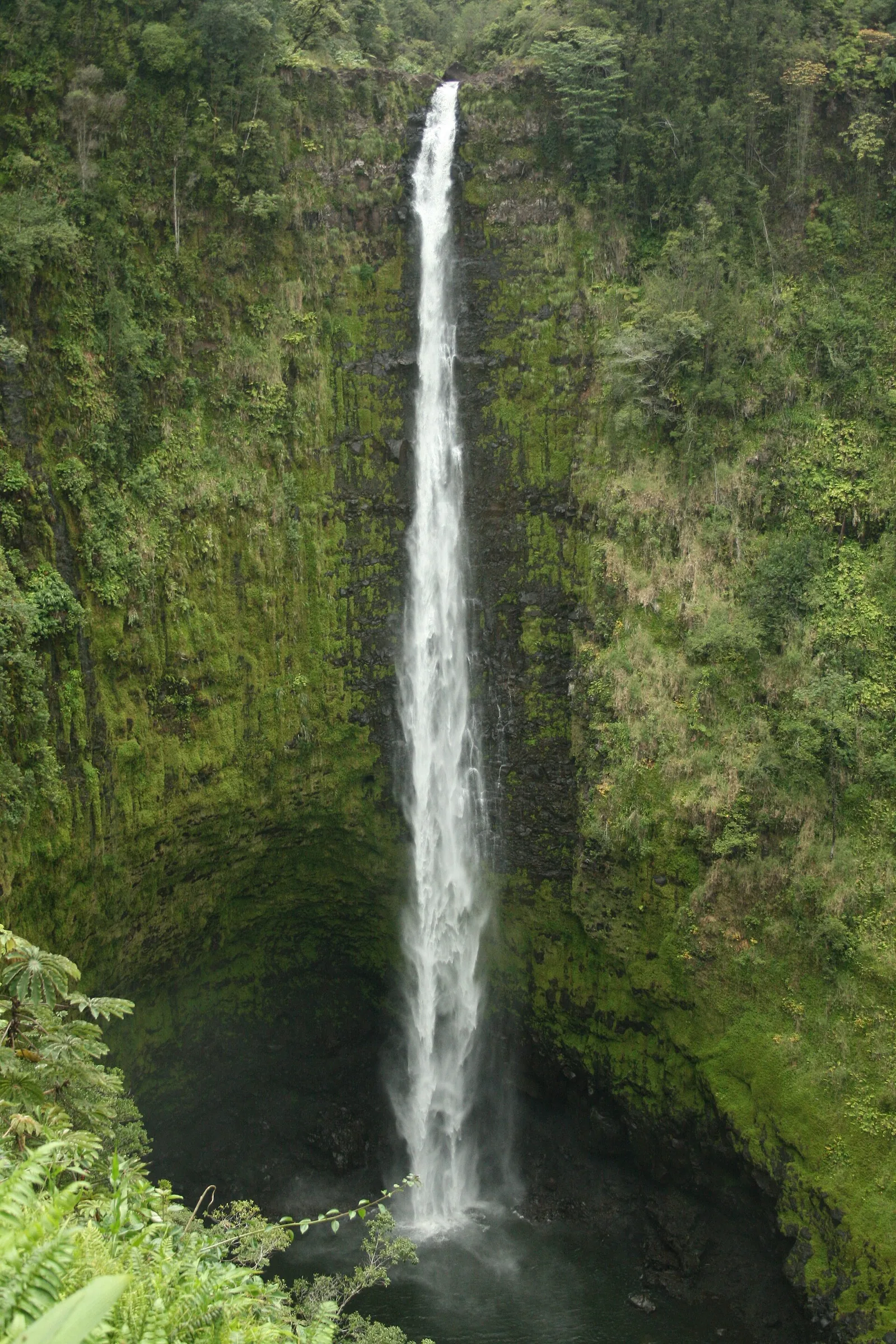 Akaka Falls dropping into a green gorge surrounded by rainforest