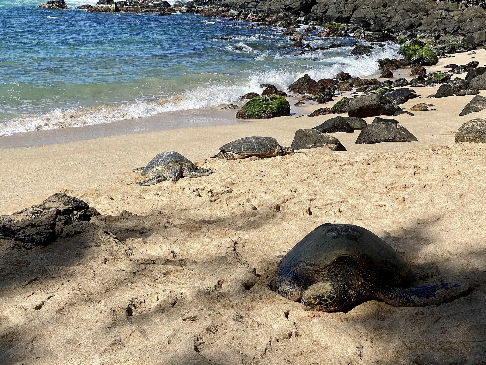 Green sea turtles resting on the sand among rocks at Laniakea Beach
