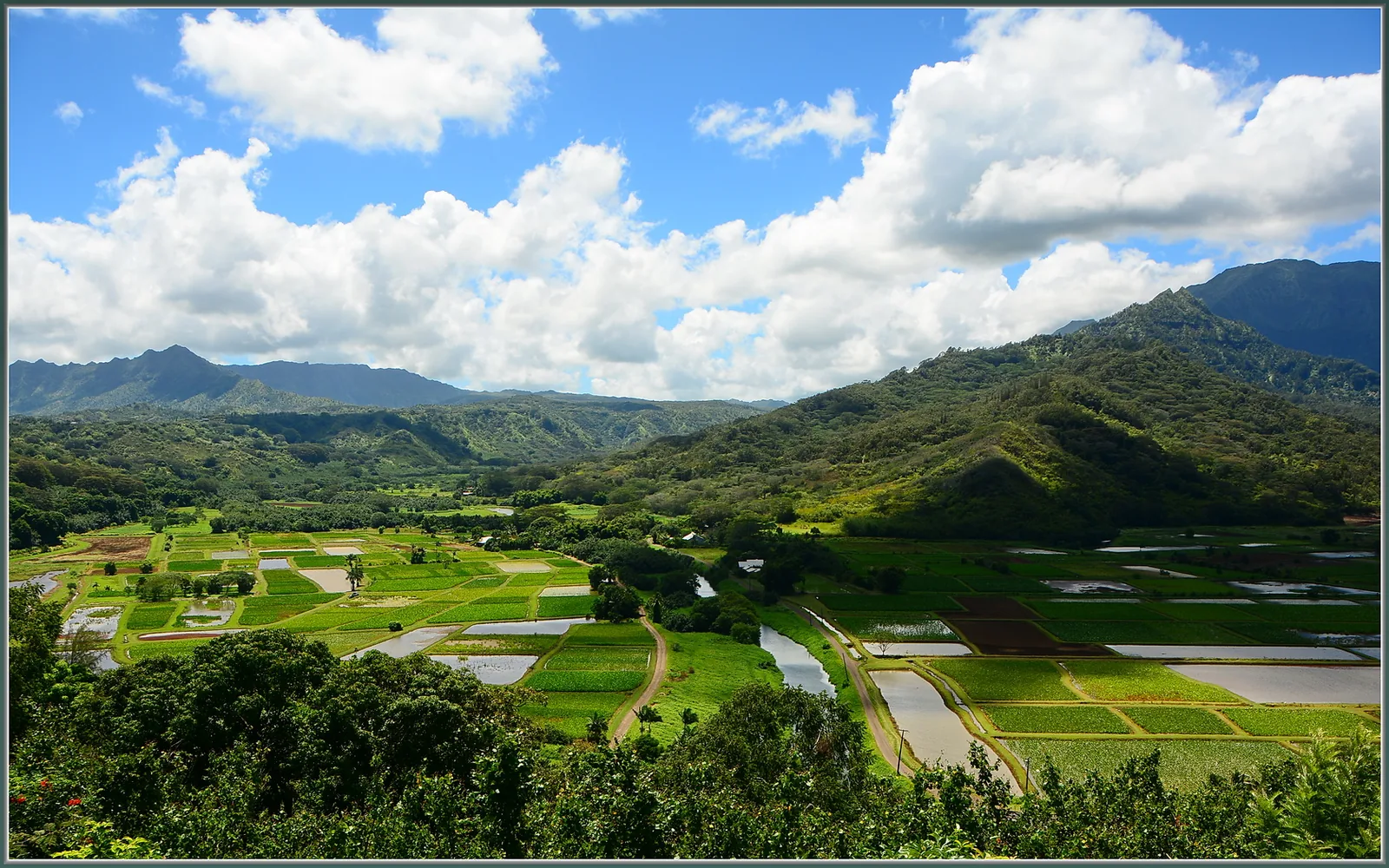 Flooded taro fields in Hanalei Valley below green mountains