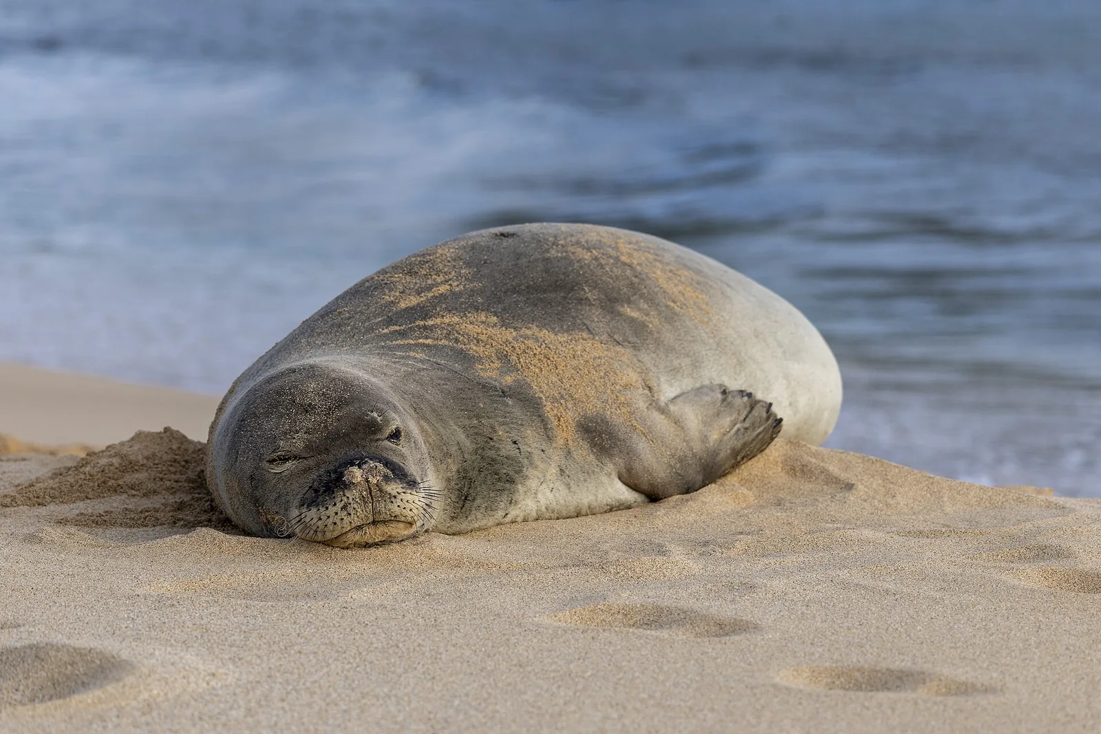 An endangered Hawaiian monk seal resting on the sand at Poipu Beach on Kauai