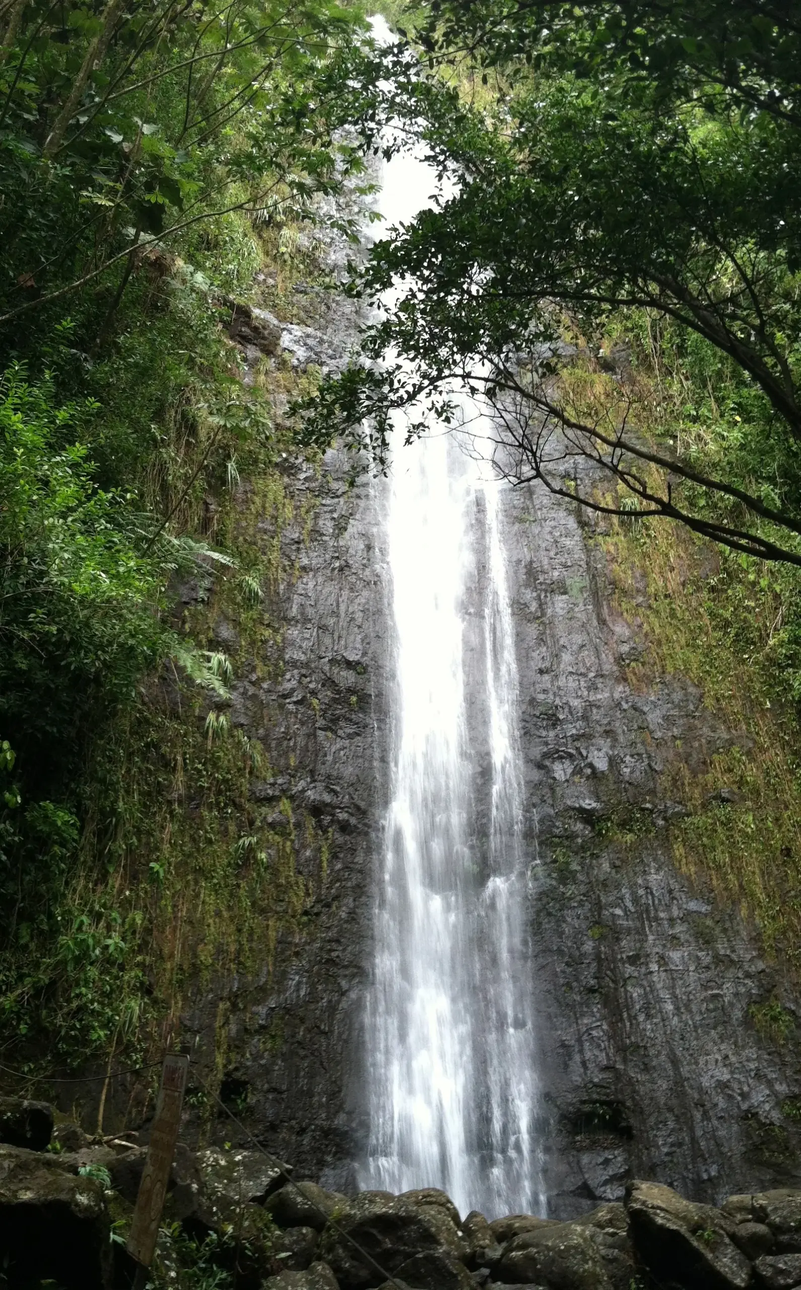 Manoa Falls dropping down a rock face surrounded by rainforest
