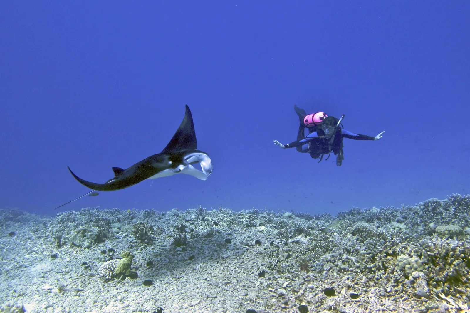 A diver swimming alongside a manta ray above the reef off the Kona coast