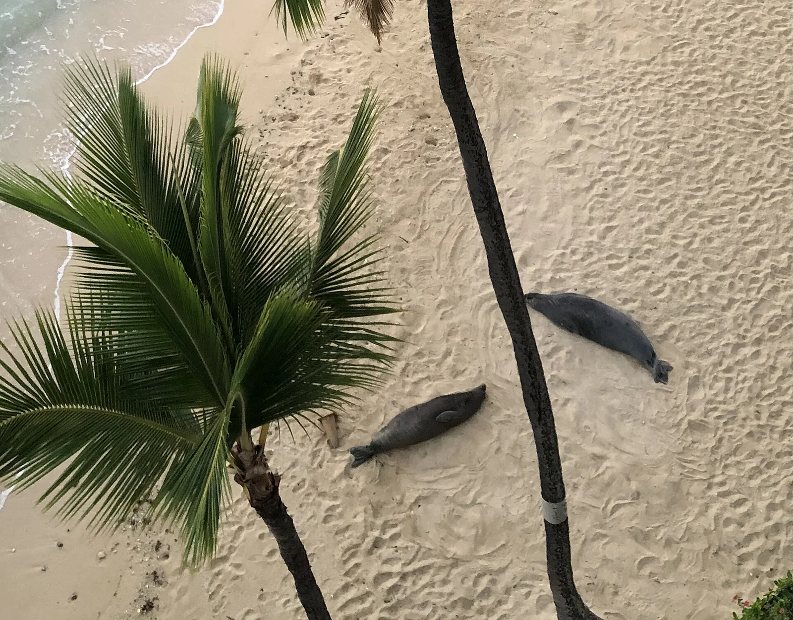 Two Hawaiian monk seals resting on the sand at Kaimana Beach seen from above, with a palm tree