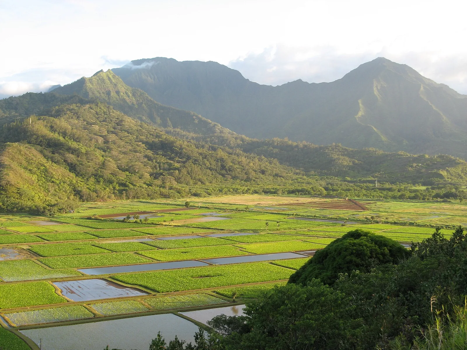 Taro fields in Hanalei Valley below green mountains, a classic view among things to do in Kauai