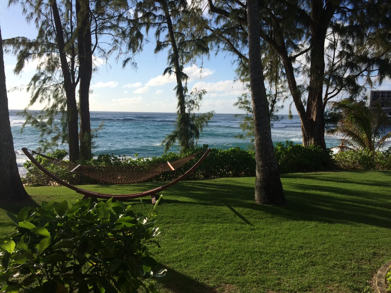 A hammock strung between ironwood trees on a lawn above the ocean at Turtle Bay