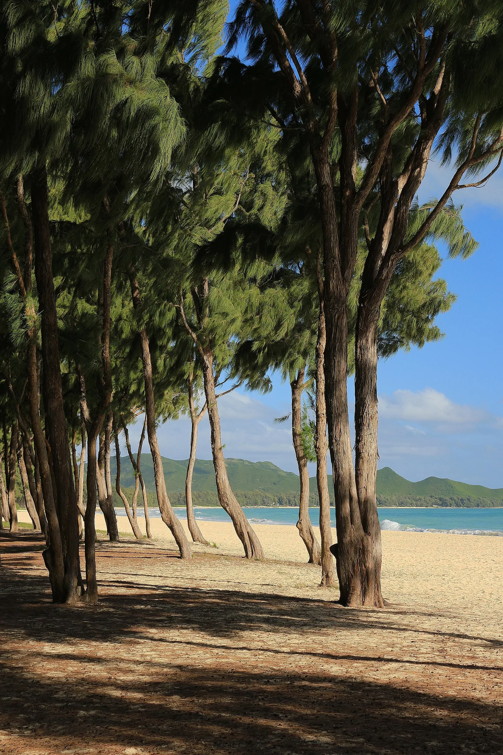 Ironwood trees shading the sand at Waimanalo Beach, with the ocean and hills beyond