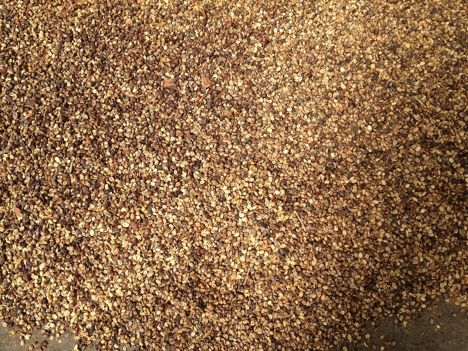 Green unroasted Kona coffee beans before roasting