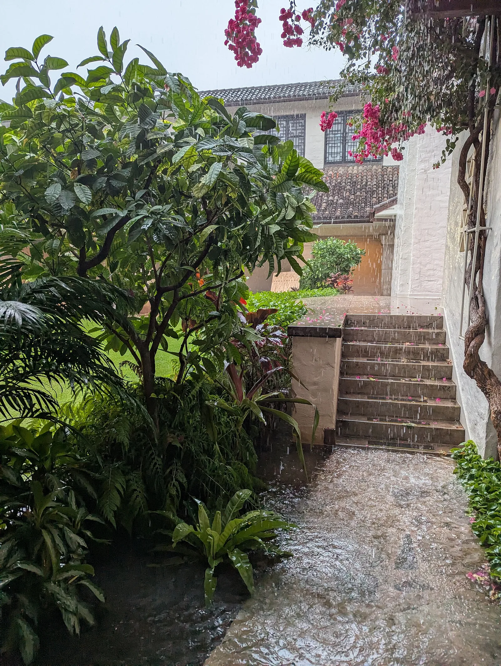 Rain falling on a planted courtyard and stone steps at the Honolulu Museum of Art