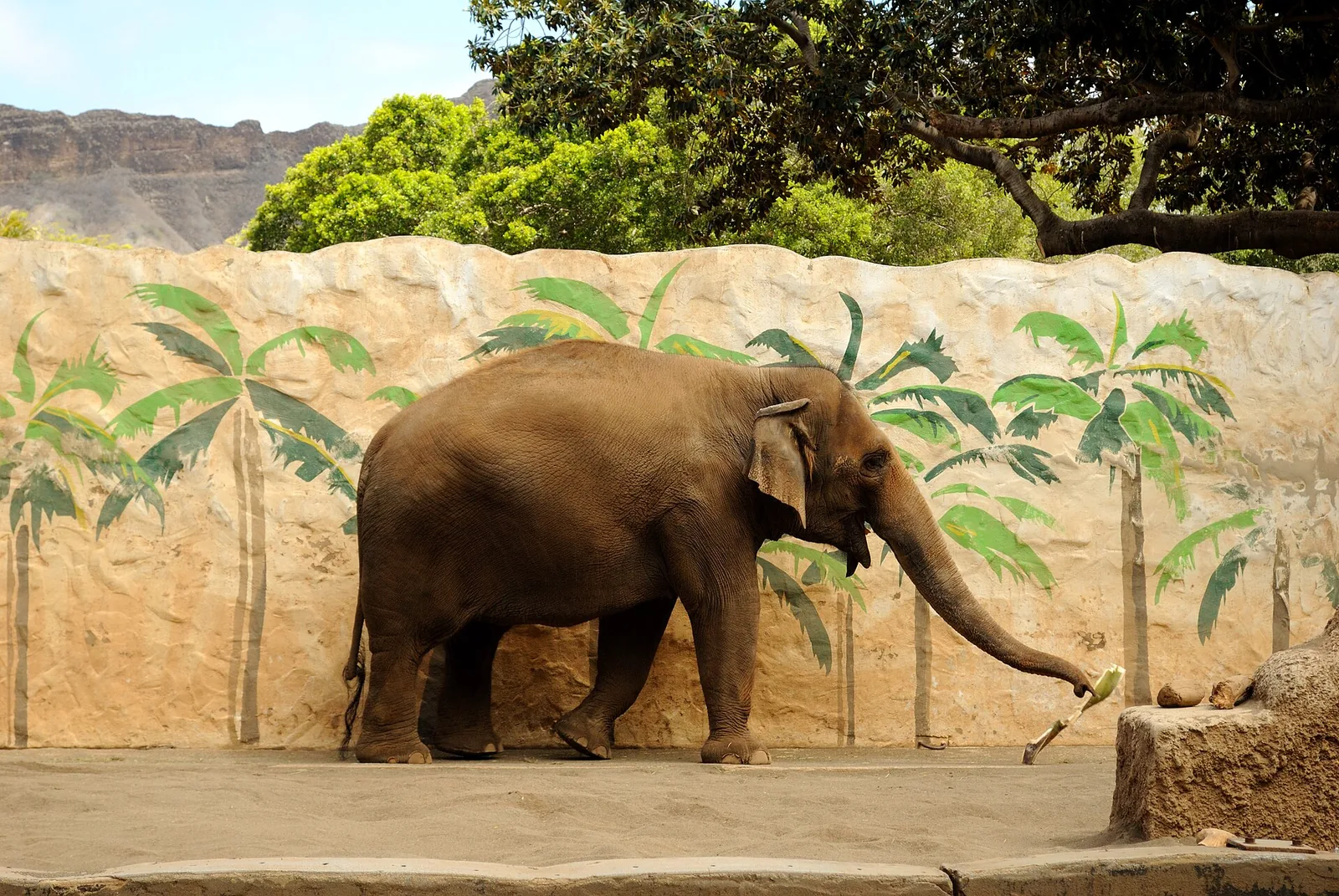 An Asian elephant reaching for food with its trunk in front of a painted wall, with the slopes of Diamond Head behind