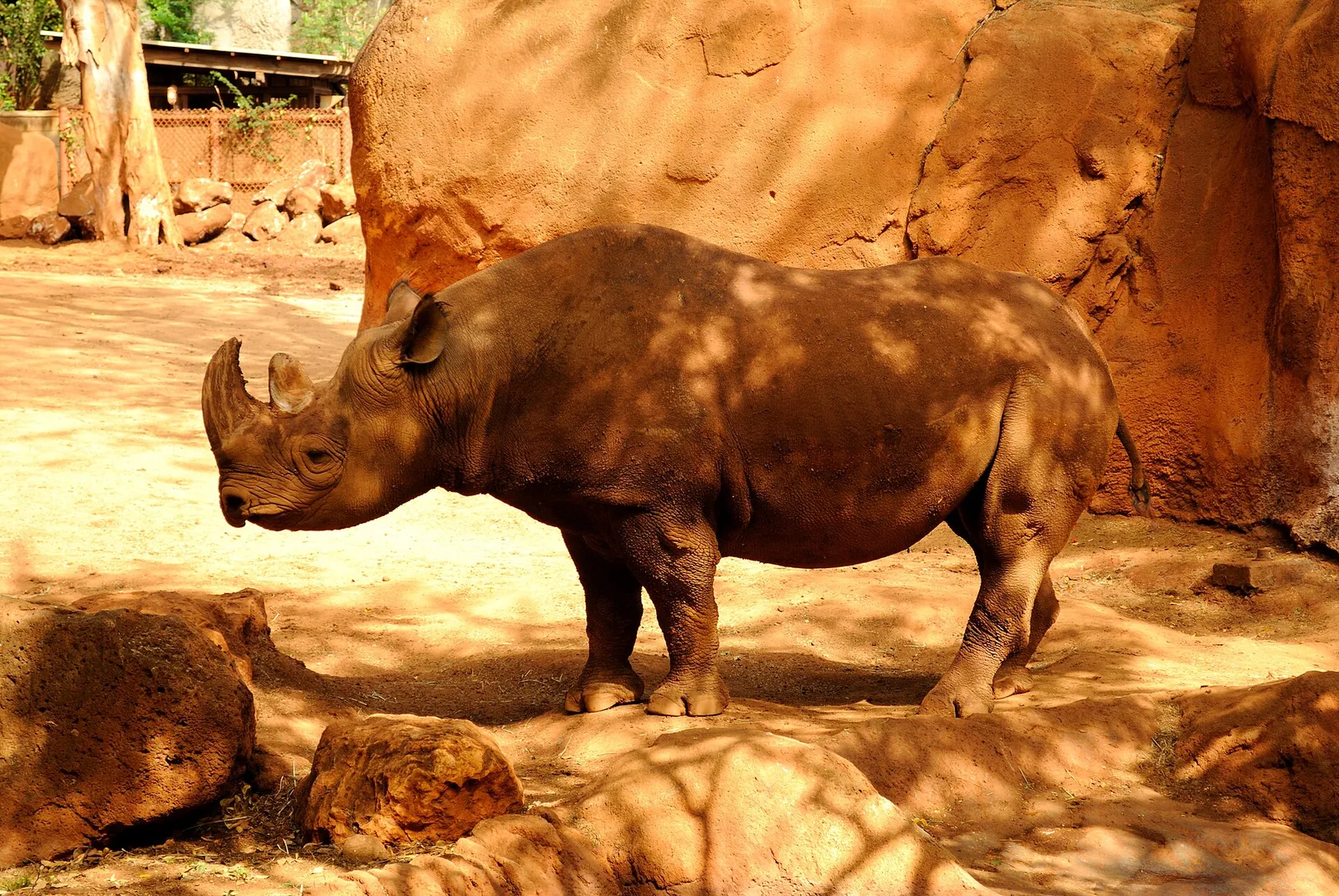 A black rhinoceros standing in dappled shade among red rocks in its enclosure