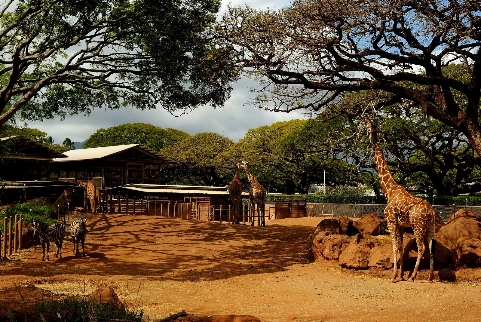 Giraffes and zebras in a dusty paddock beneath large shade trees at the Honolulu Zoo