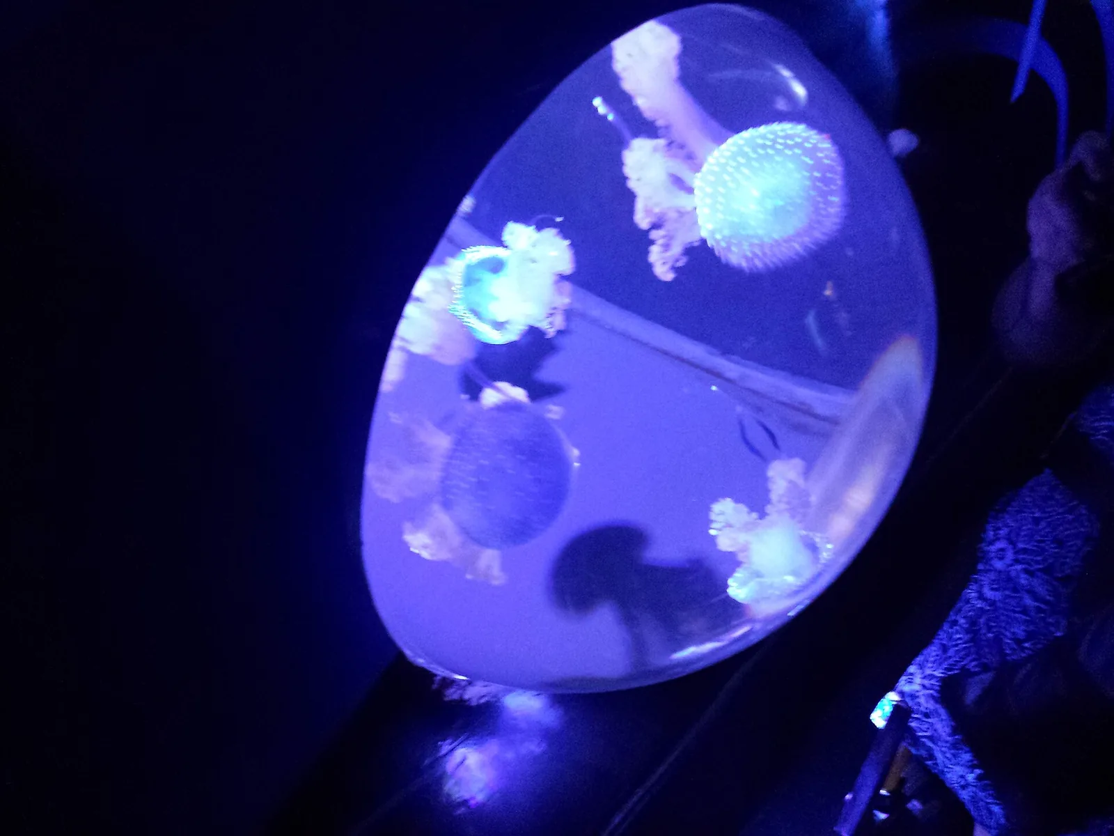 Moon-white jellyfish drifting in a round, blue-lit tank in a dark gallery