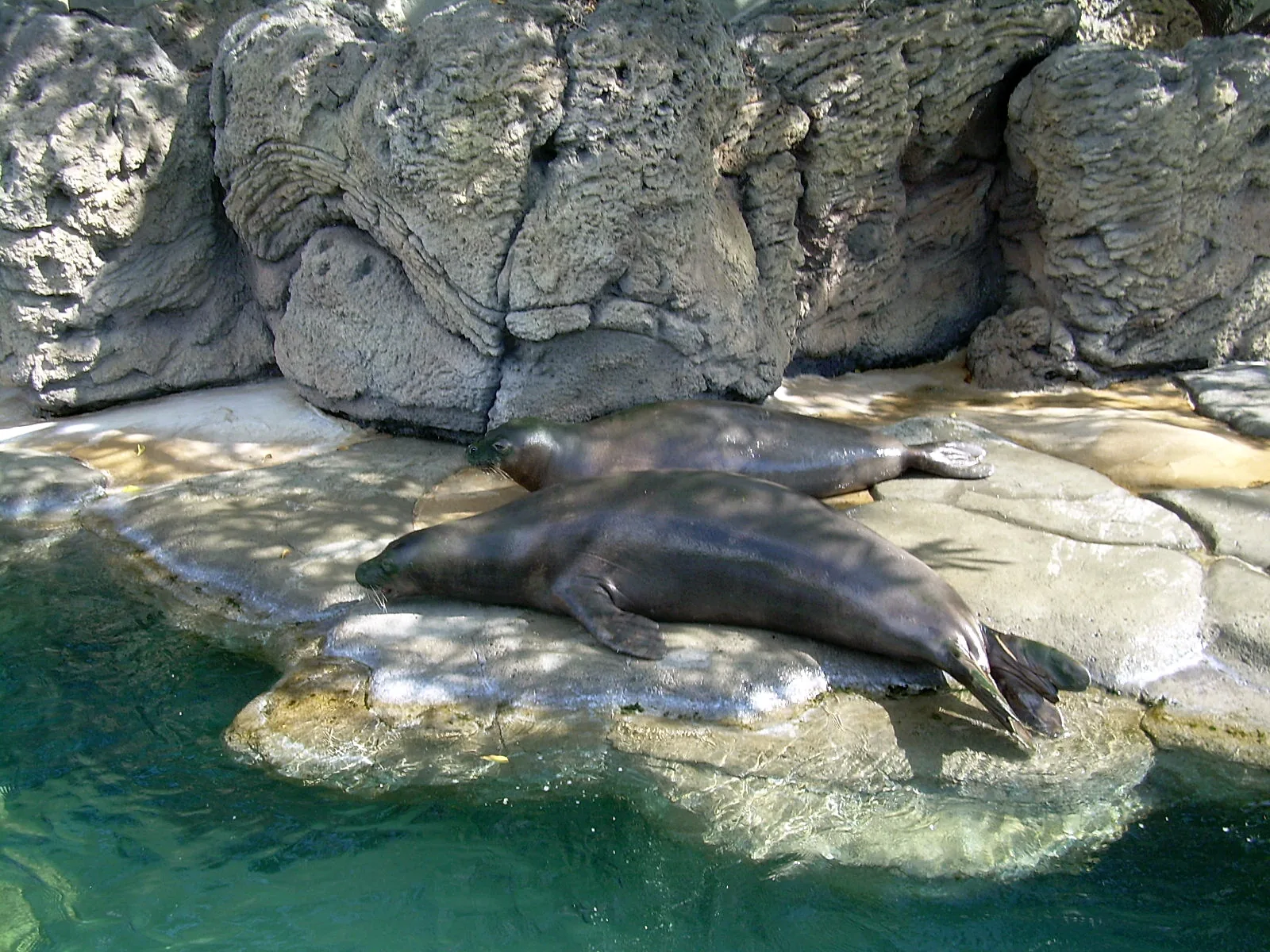 Two Hawaiian monk seals resting on a rocky ledge beside the pool in their aquarium habitat